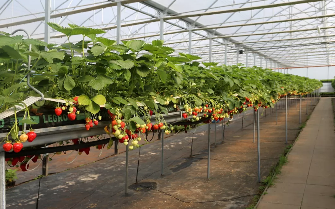 Autonomous Drones for Plant Management in Greenhouses