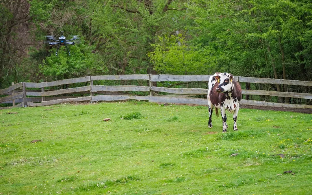 Autonomous Drones for Monitoring of Animals